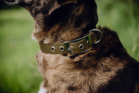 Biothane Hundehalsband 2,5 cm breit mit Ösen und Schnalle, verschiedene Farben