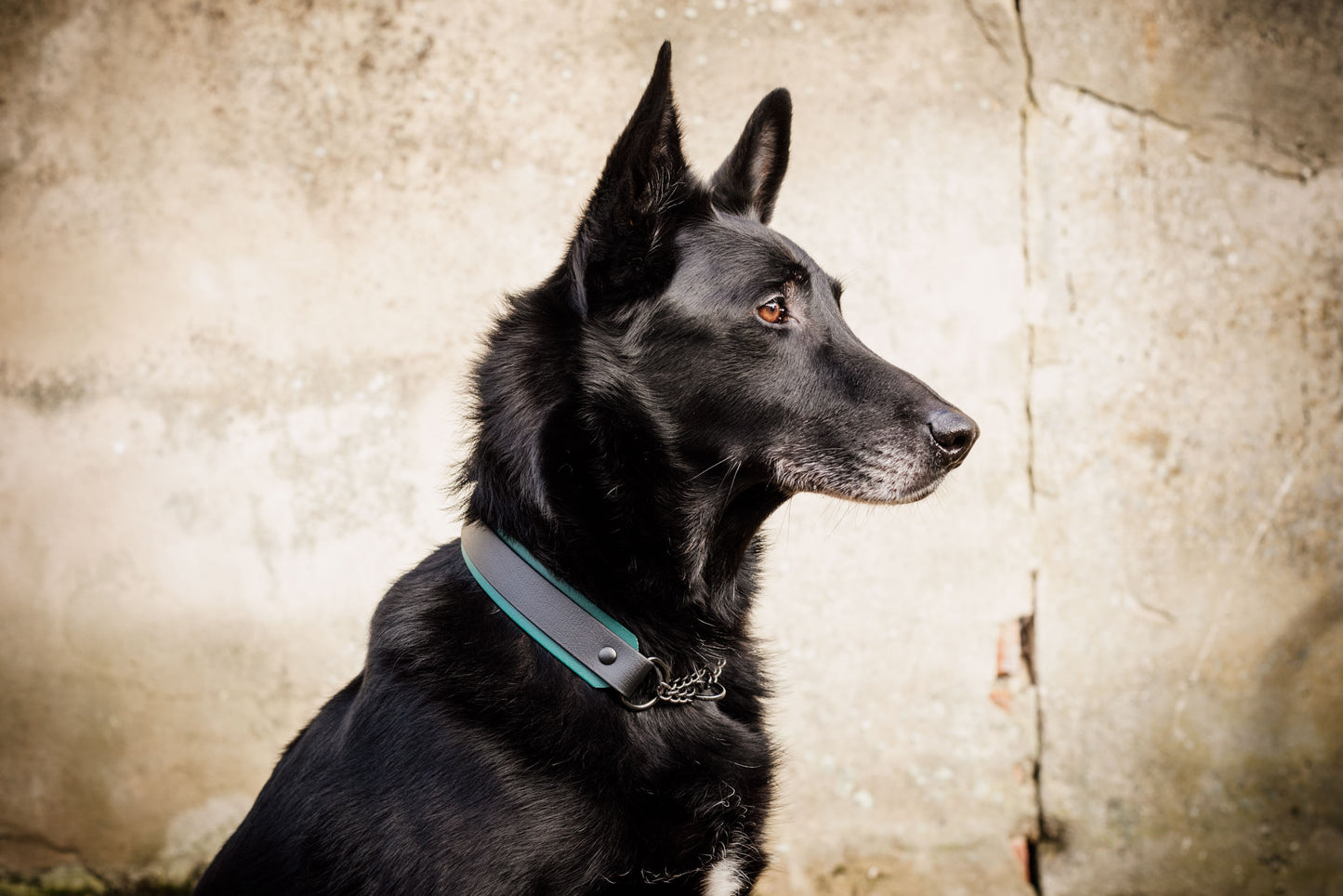 Hundhalsband aus Biothane mit Zugstoppkette