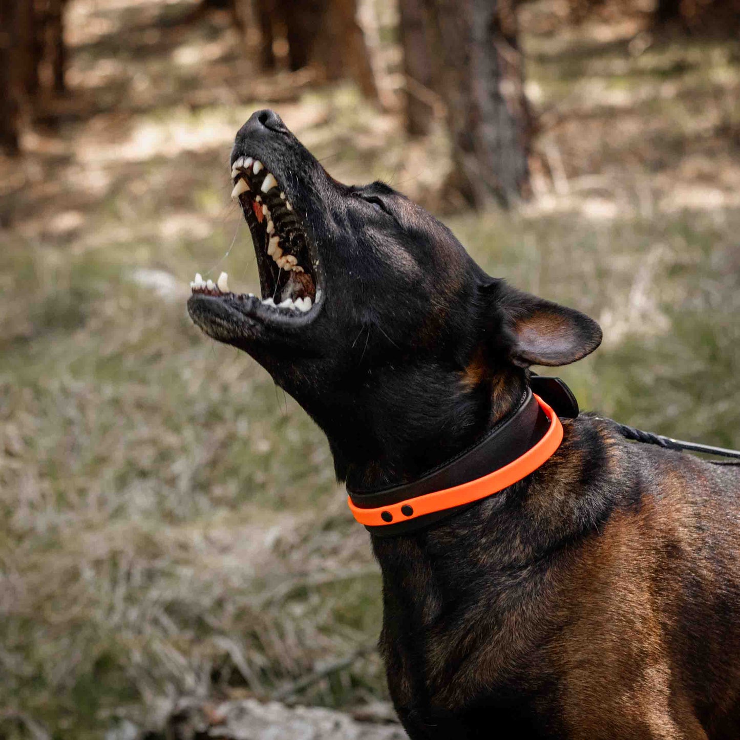 Breites gepolstertes Hundehalsband aus Biothane