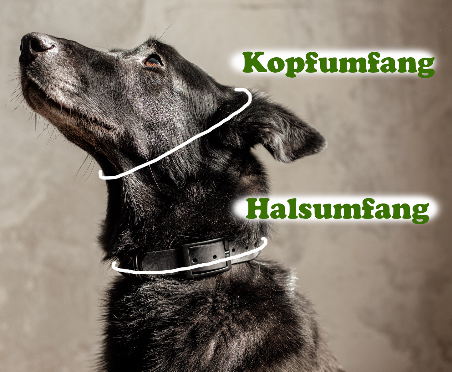 Markenbändchen | Halsband für Hundemarke | Markenband