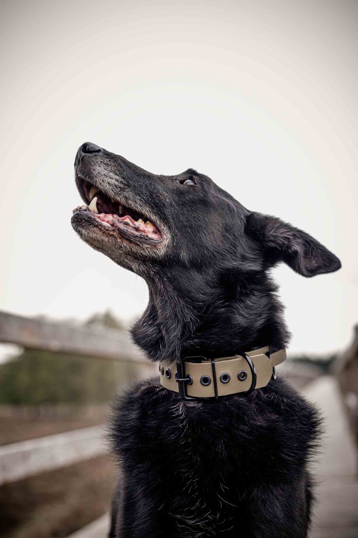 schwarzer Hund mit breitem Biothane-Halsband in oliv mit schwarzer Schnalle schaut nach oben