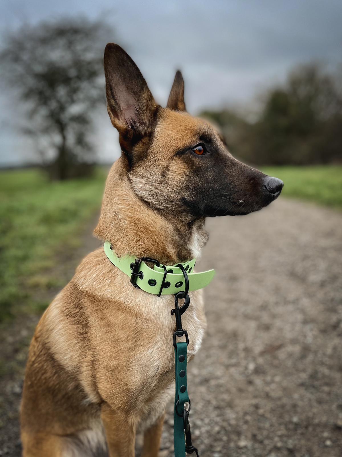 Schäferhund mit hellgrünem, breiten Biothane-Halsband und Biothane-Leine