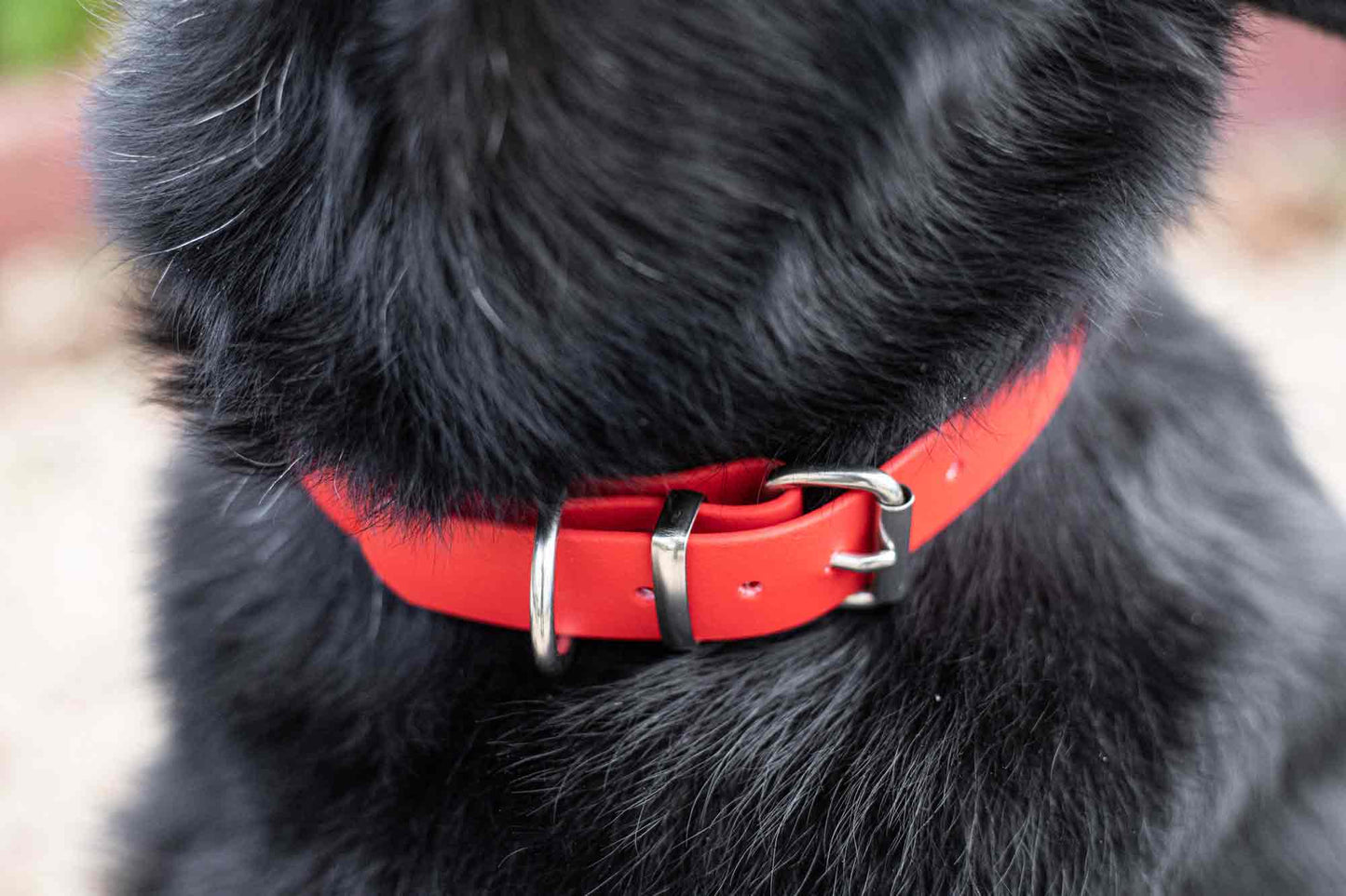 BioThane Halsband Hundehalsband mit Rollschnalle | 2,5 cm oder 1,9 cm breit